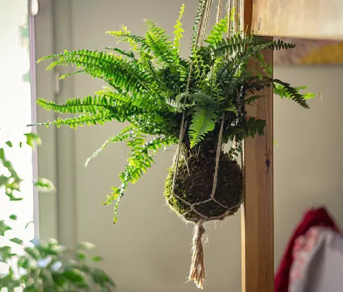 Atelier Kokedama & Macramé