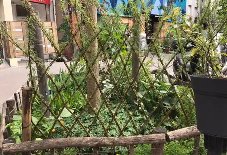 Installation, plantage et tressage d'un osier