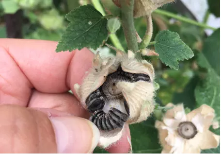 Fabrication de mini bombe a partir de graines