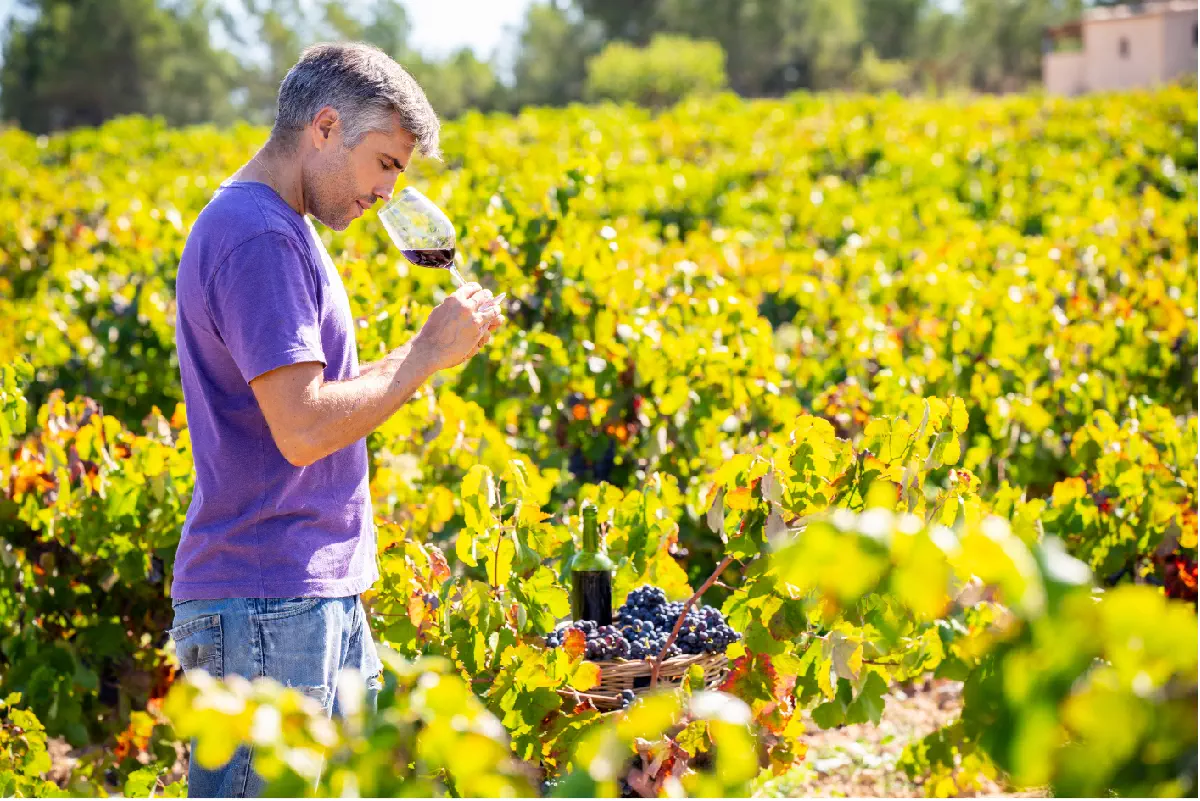 Vignobles