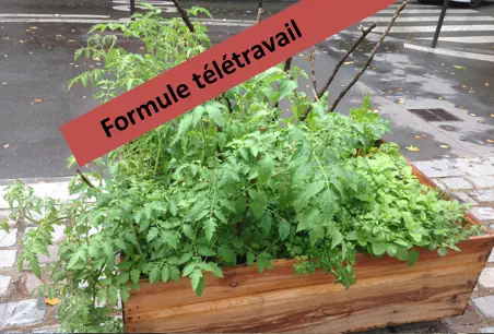 Plante télétravail