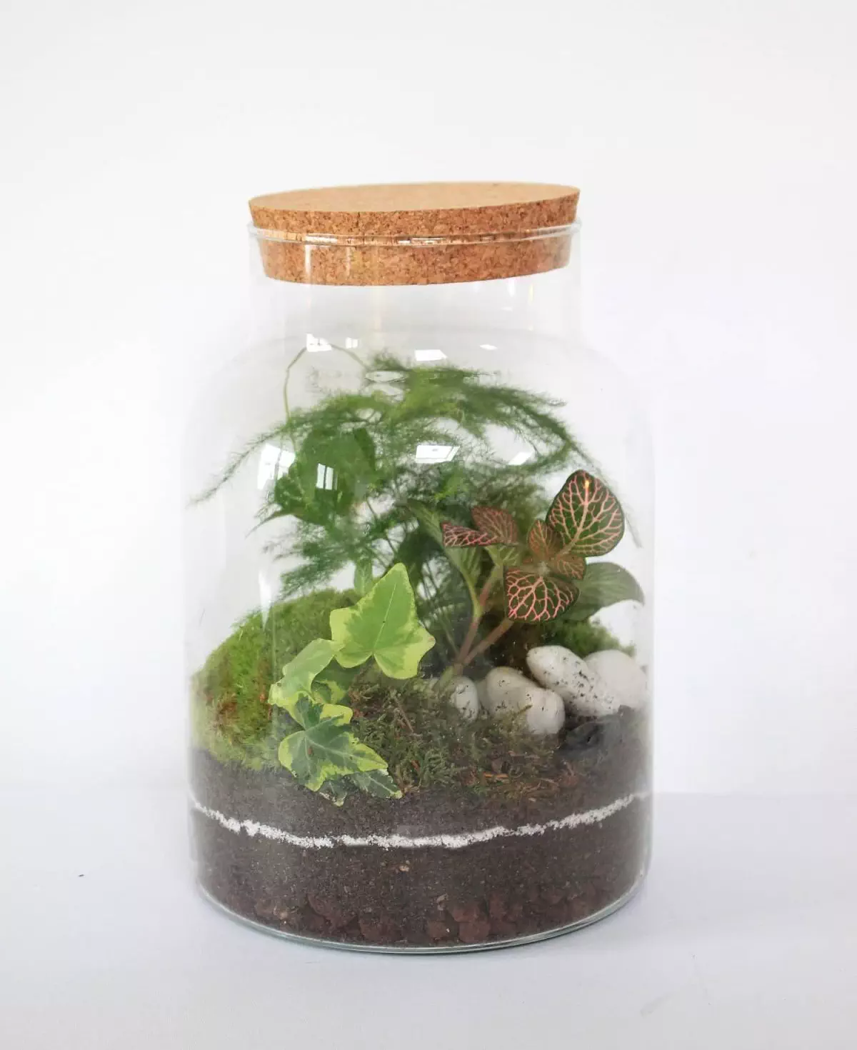 Terrarium fini