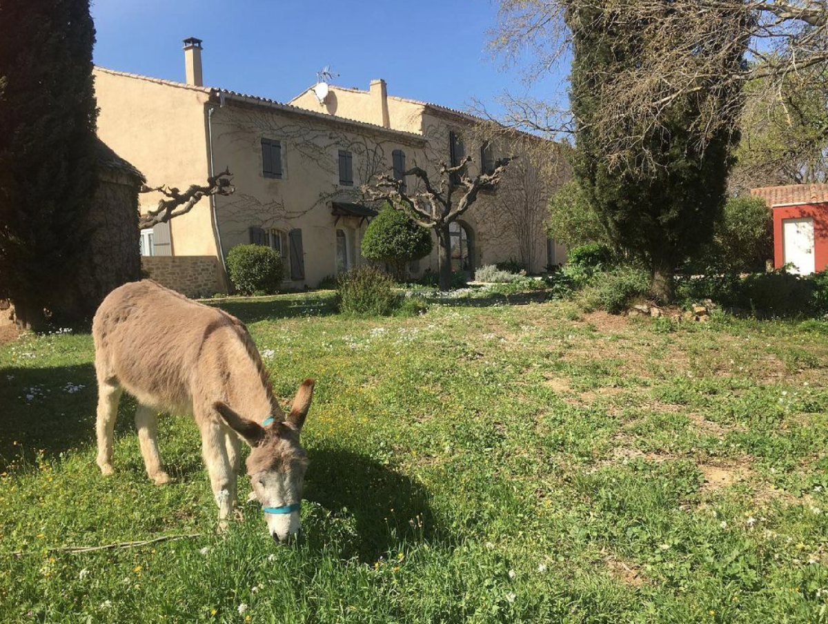 Ânes sur la propriété