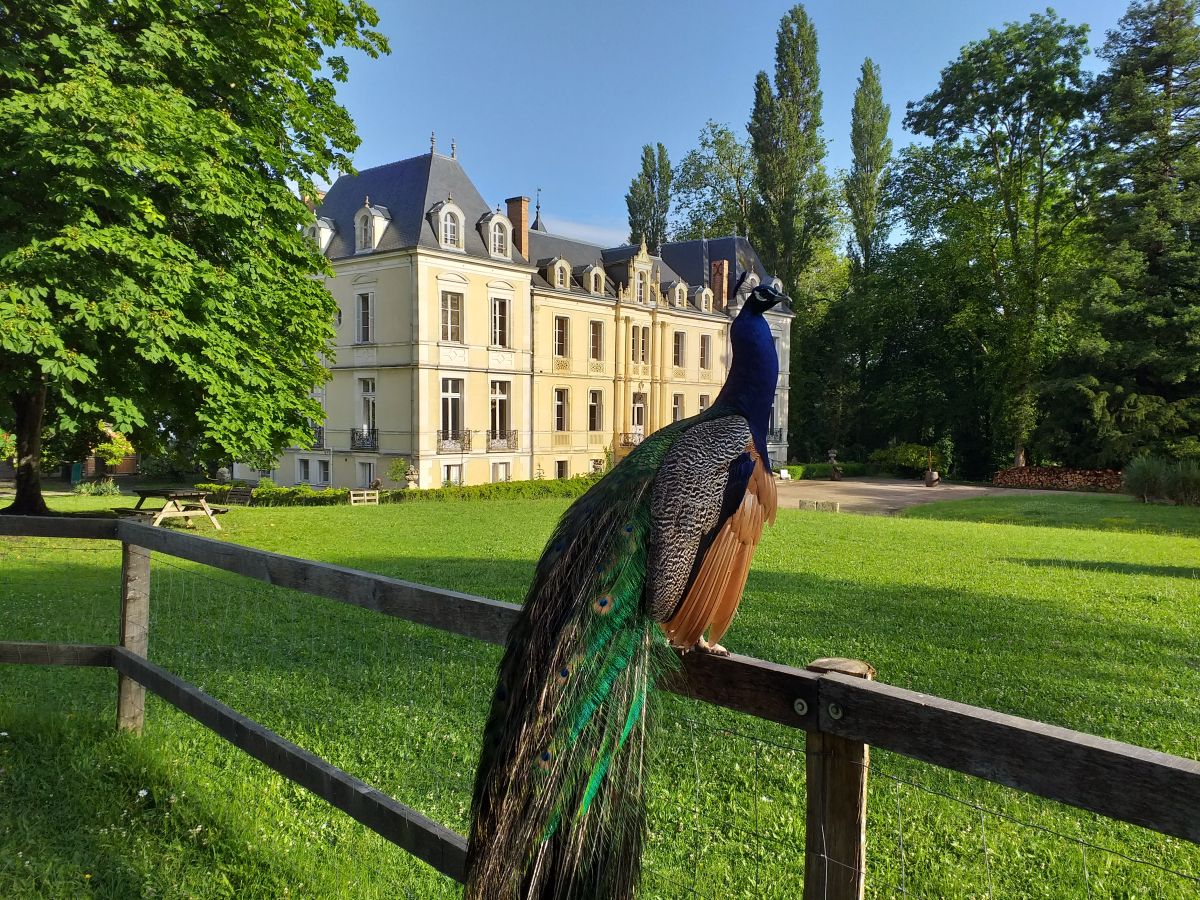 Domaine au vert et sa ferme pédagogique dans le Calvados