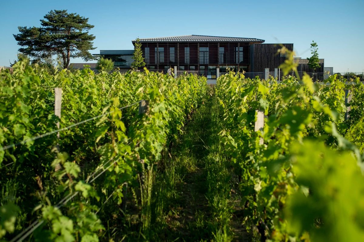 Domaine viticole agro-écologique