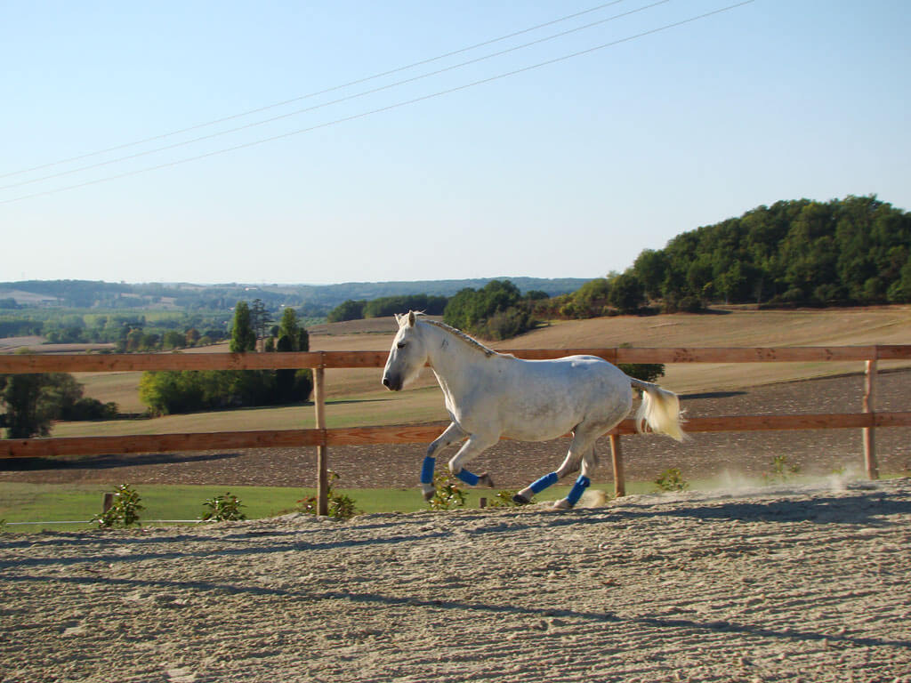 gite-cheval-blanc-cheval-ecuries.jpg
