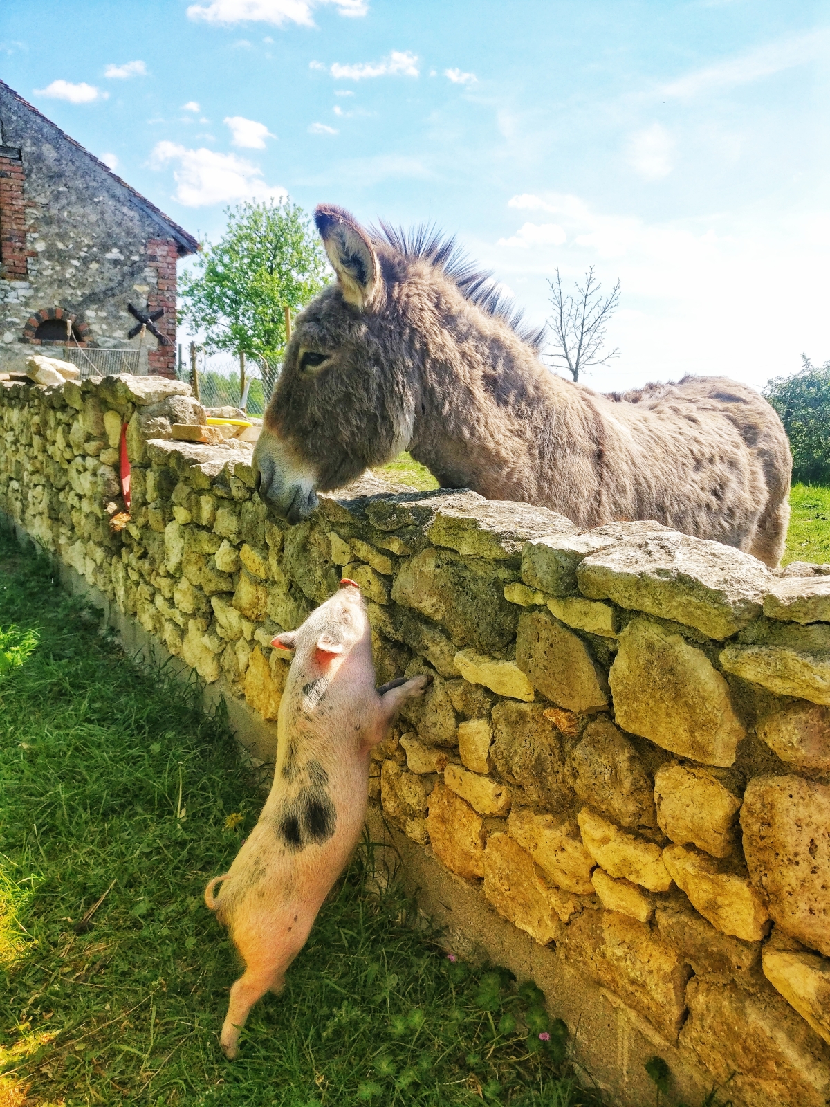 Animaux de la ferme