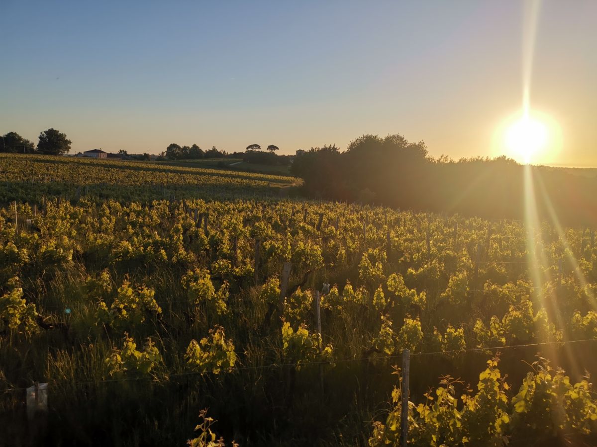 Vue sur le vignoble