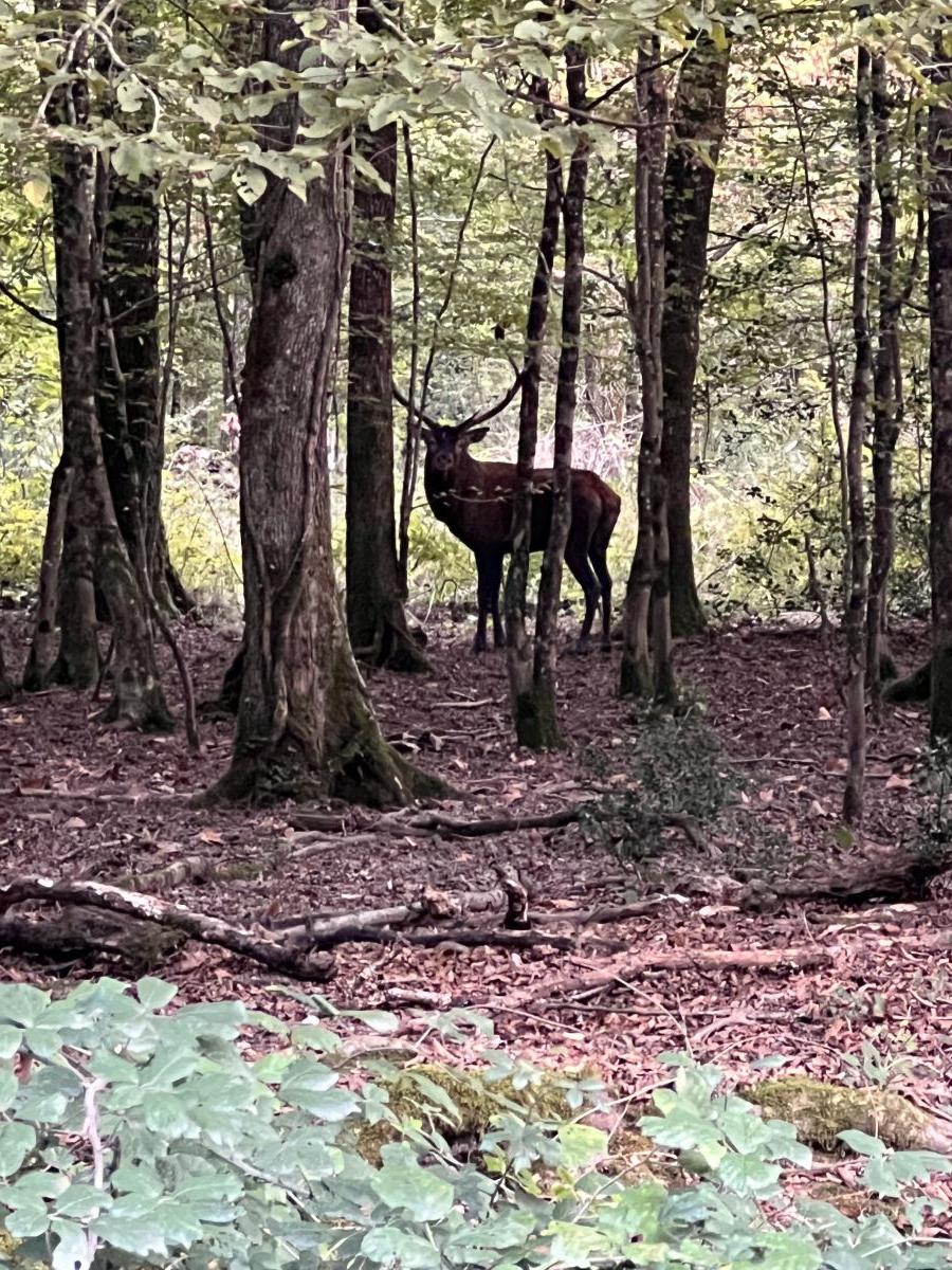 le brame du cerf... chaque automne, toujours aussi émouvant