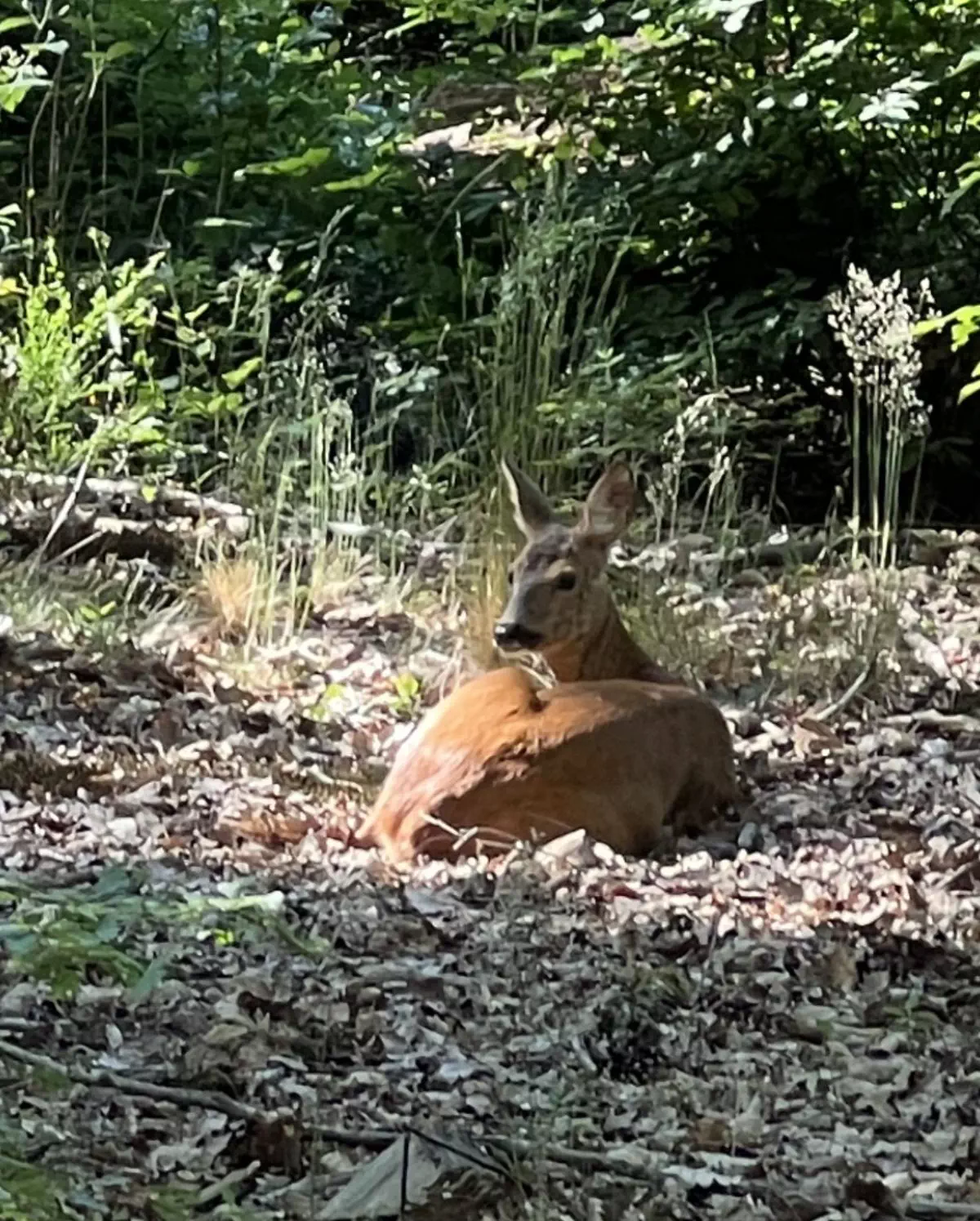 découvrir une biche qui prend le soleil au pied de son lodge ... un instant d'éternité