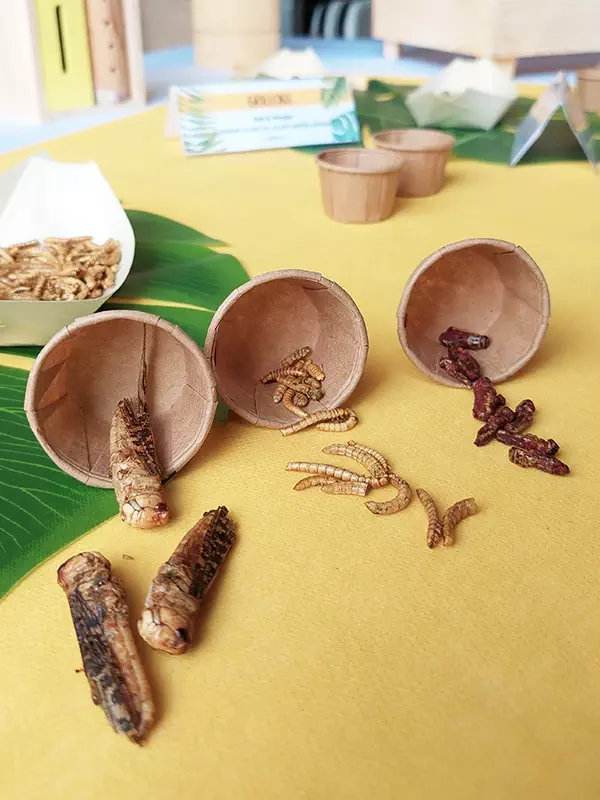 Dégustation d'insectes