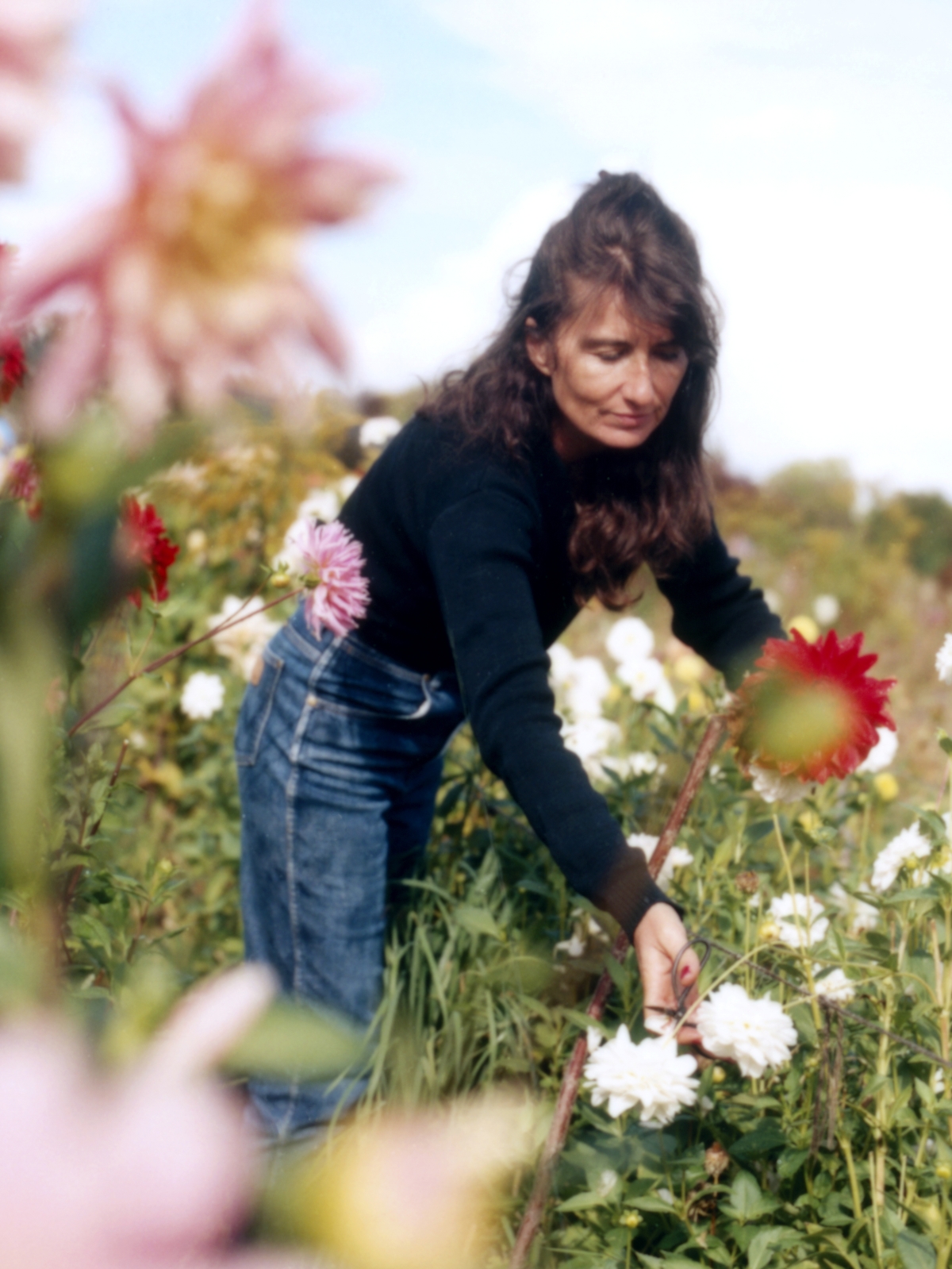 Ferme fleurie à Montreuil