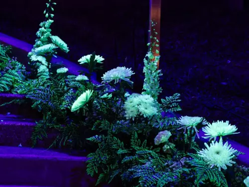 Décors végétaux lumineux