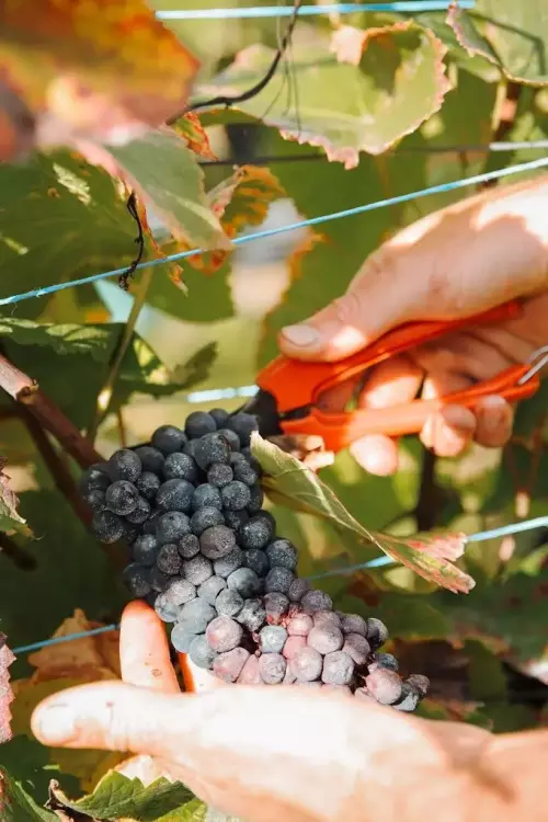 Guillaume Pouchin photographe