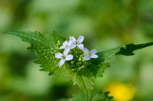 Ateliers de découverte de la nature en Gironde