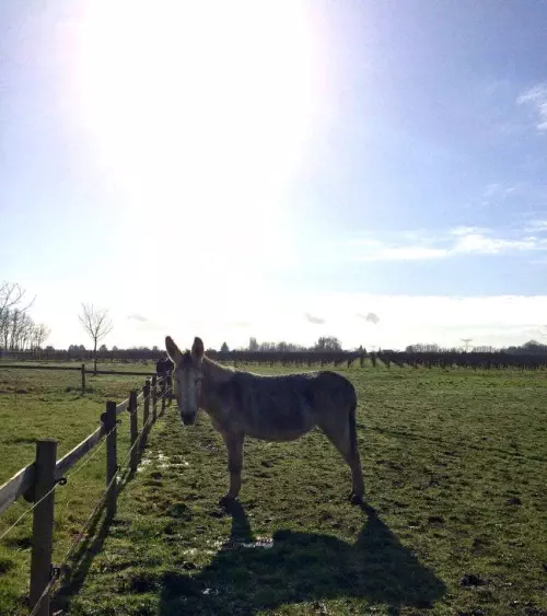 Domaine viticole à Asques