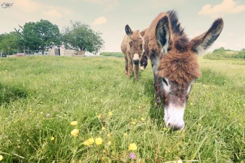 Séminaires en pleine nature dans le Gers