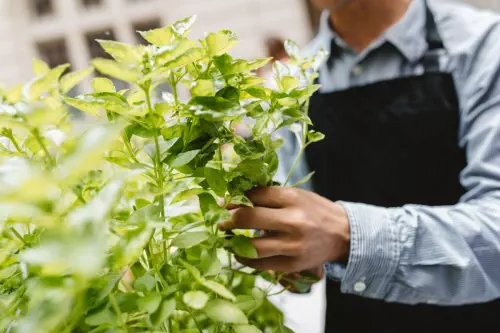 Ateliers végétaux près de Paris