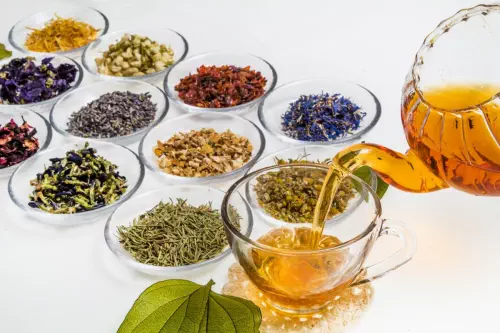 Ateliers et animations autour des plantes sauvages en Occitanie