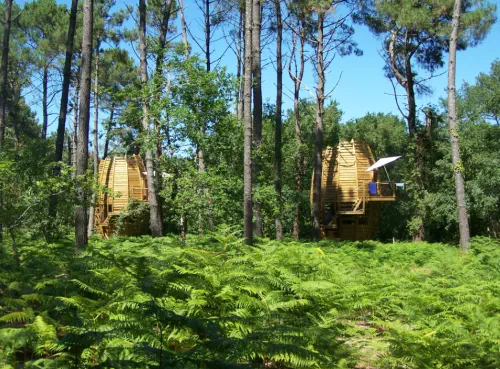 Cabanes perchées dans les Landes