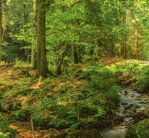 Stage de survie au cœur des Yvelines