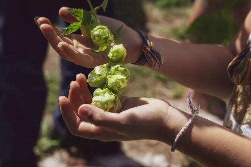 Brasserie Winterholer