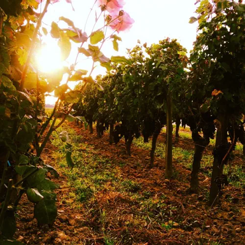 Domaine viticole bordelais bio