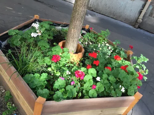 Animations sur la végétalisation de rue