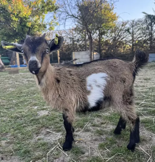 Ferme pédagogique mobile dans l'Hérault et le Gard