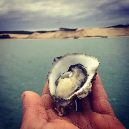 Cabane à huîtres de Lanton