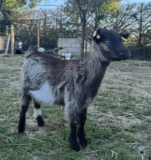 Ferme pédagogique mobile dans l'Hérault et le Gard