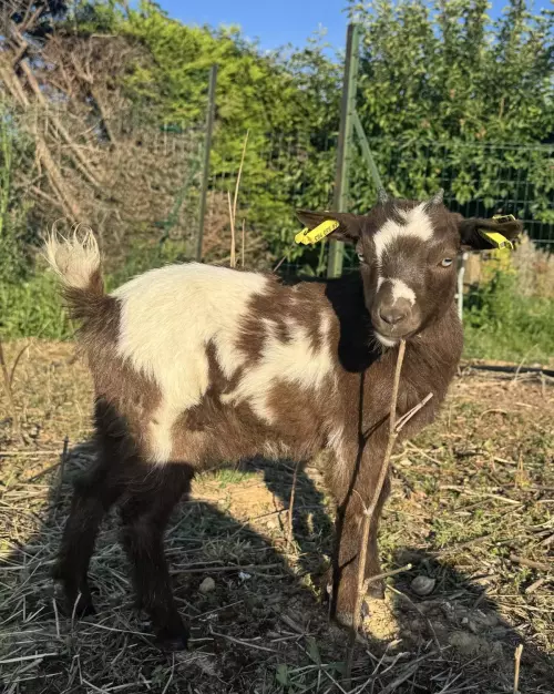 Ferme pédagogique mobile dans l'Hérault et le Gard