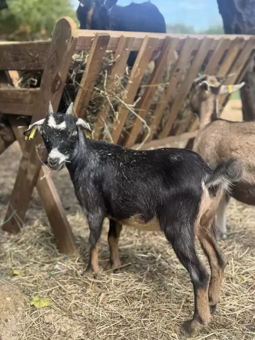 Ferme pédagogique mobile dans l'Hérault et le Gard