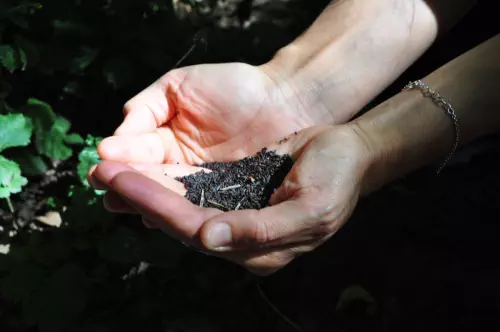 Animation découverte des plantes sauvages en Seine-Saint-Denis