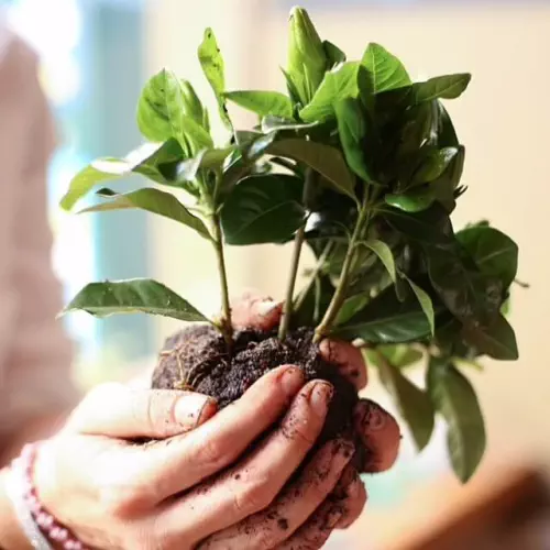 Animations et fresques végétales Paris