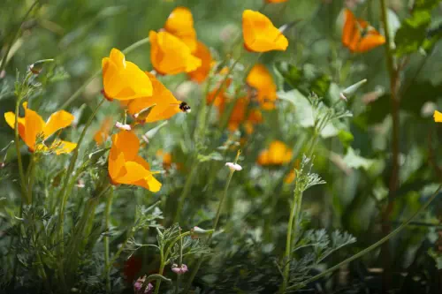 Ateliers d'initiation à la permaculture en Seine-Maritime