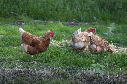 Ateliers d'initiation à la permaculture en Seine-Maritime