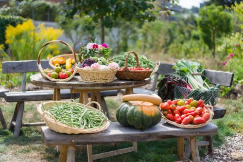 Récolte de la Ferme