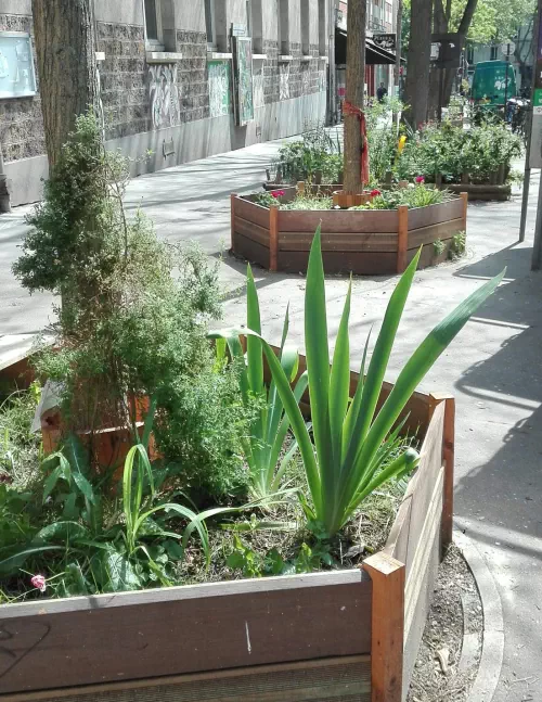 Animations sur la végétalisation de rue