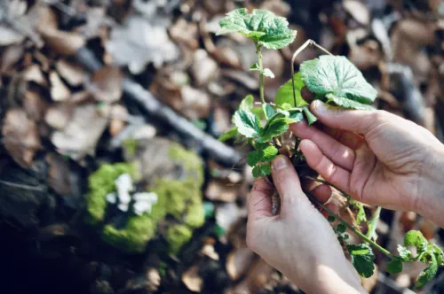 Animation découverte des plantes sauvages en Seine-Saint-Denis