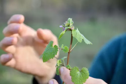 Animation découverte des plantes sauvages en Seine-Saint-Denis