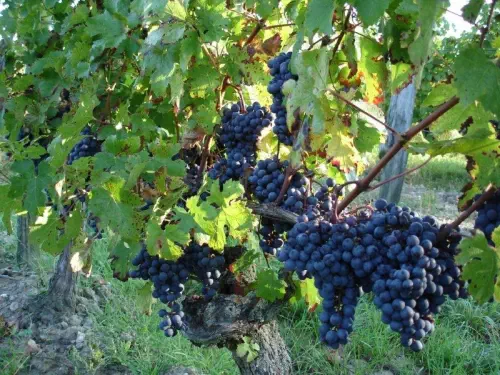 Vins solidaires de la Loire