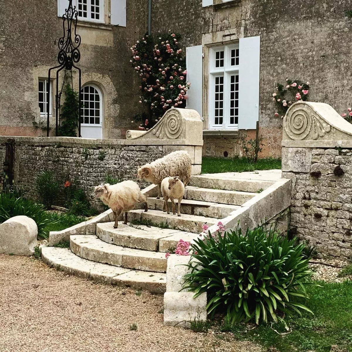 Nos voisins les moutons !