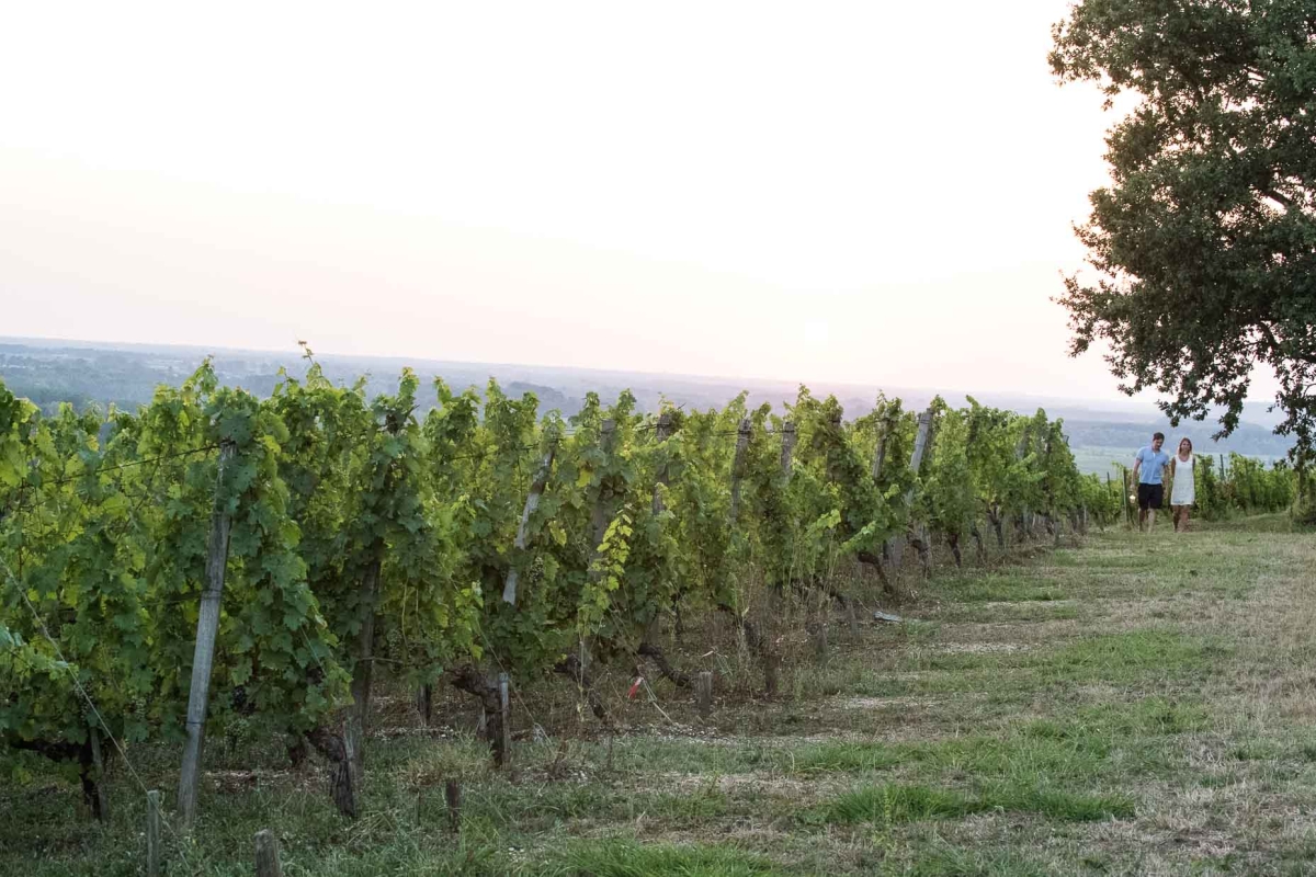Au cœur du vignoble