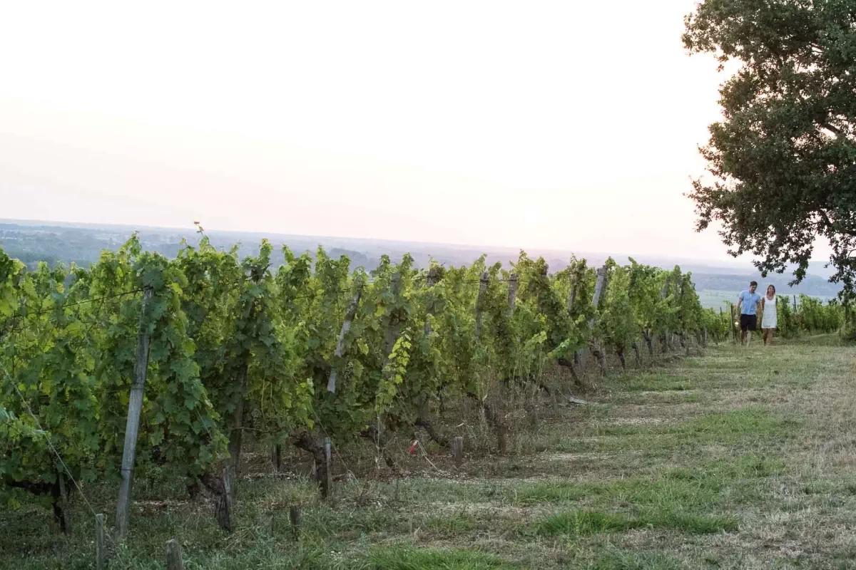 Au cœur du vignoble