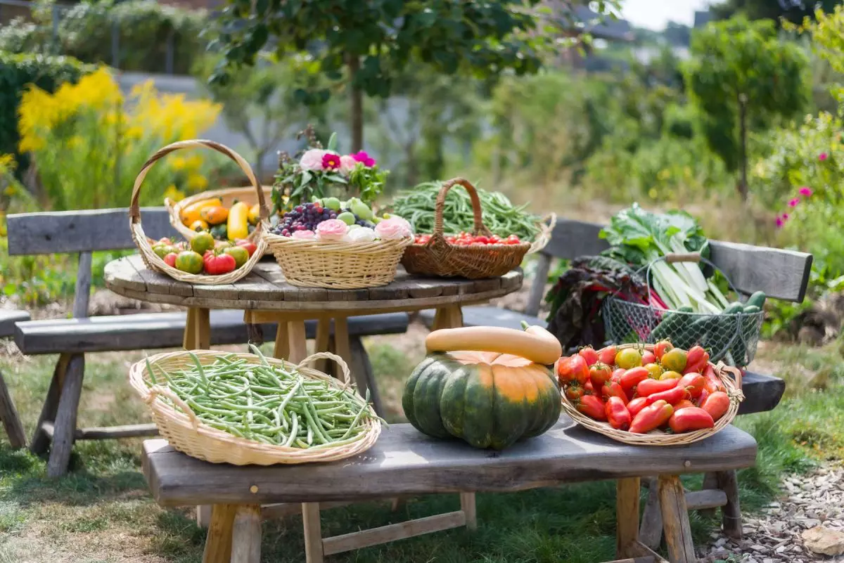Récolte de la Ferme